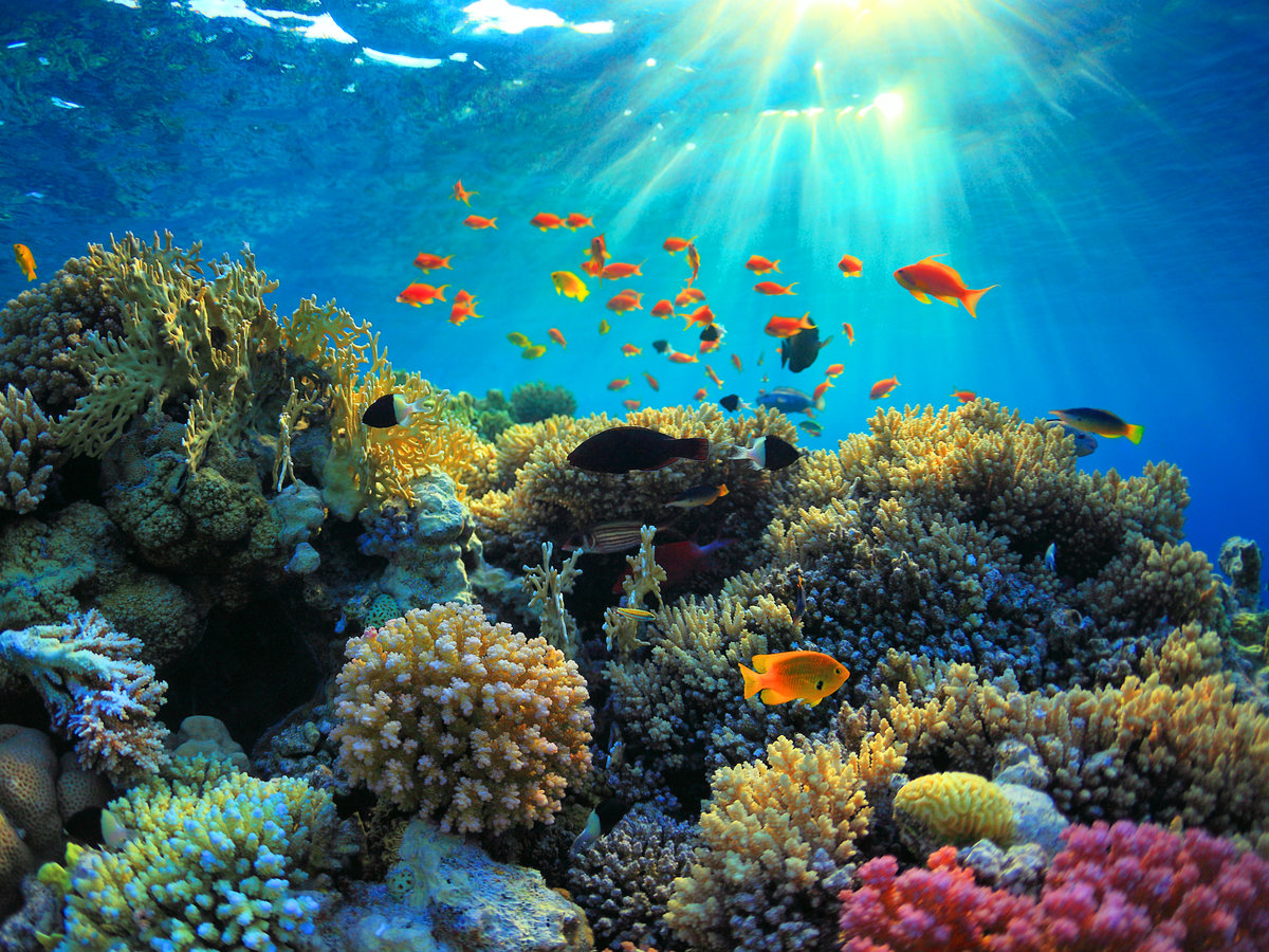 coral_reef_fish_underwater_153971297.jpg