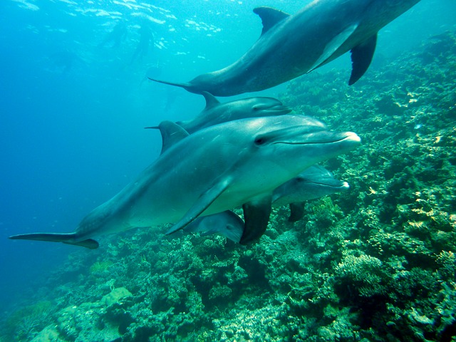 delfin_dolphins_378217_640_autor_joakant_zdroj_pixabay.jpg