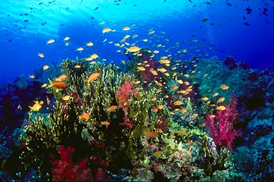 fire_coral_37_2.jpg