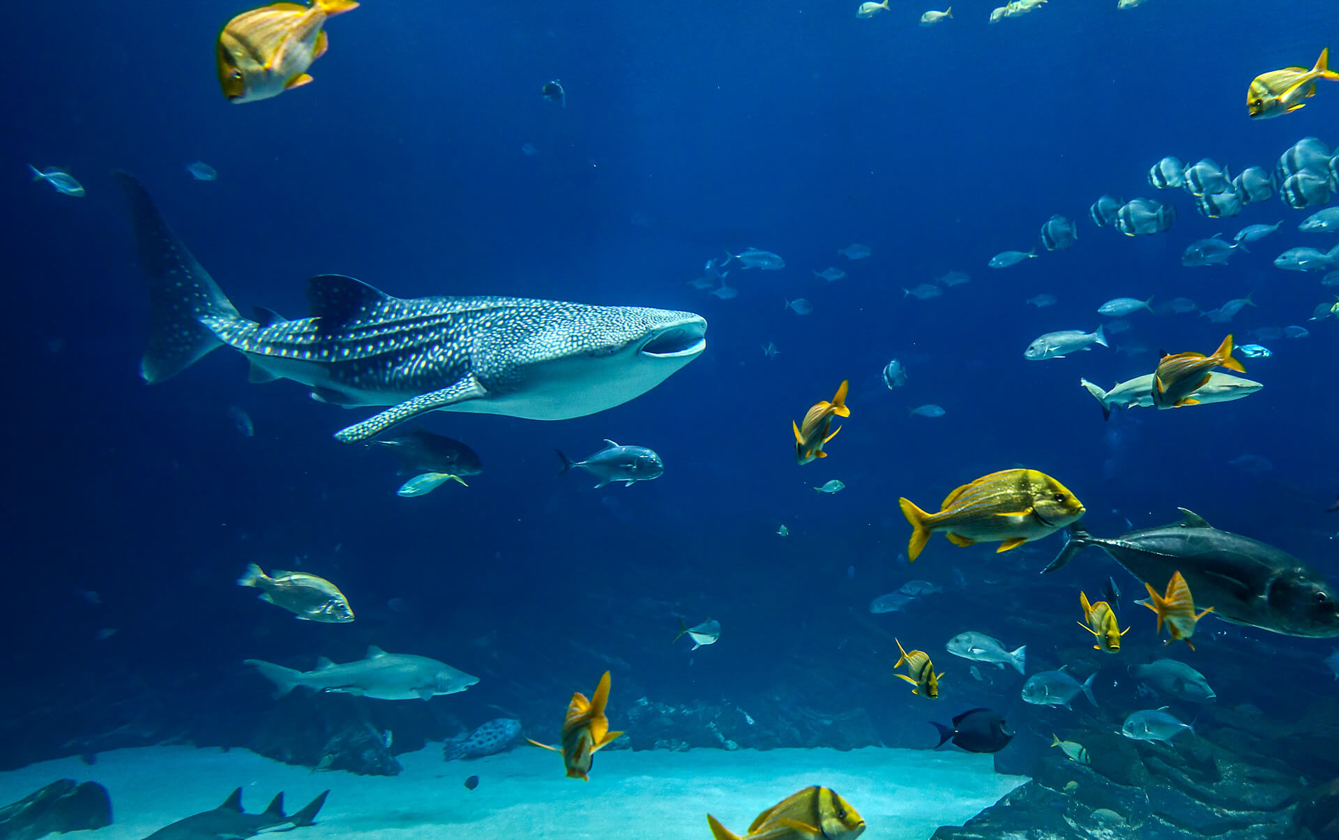 home_underwater_sectionbg2.jpg
