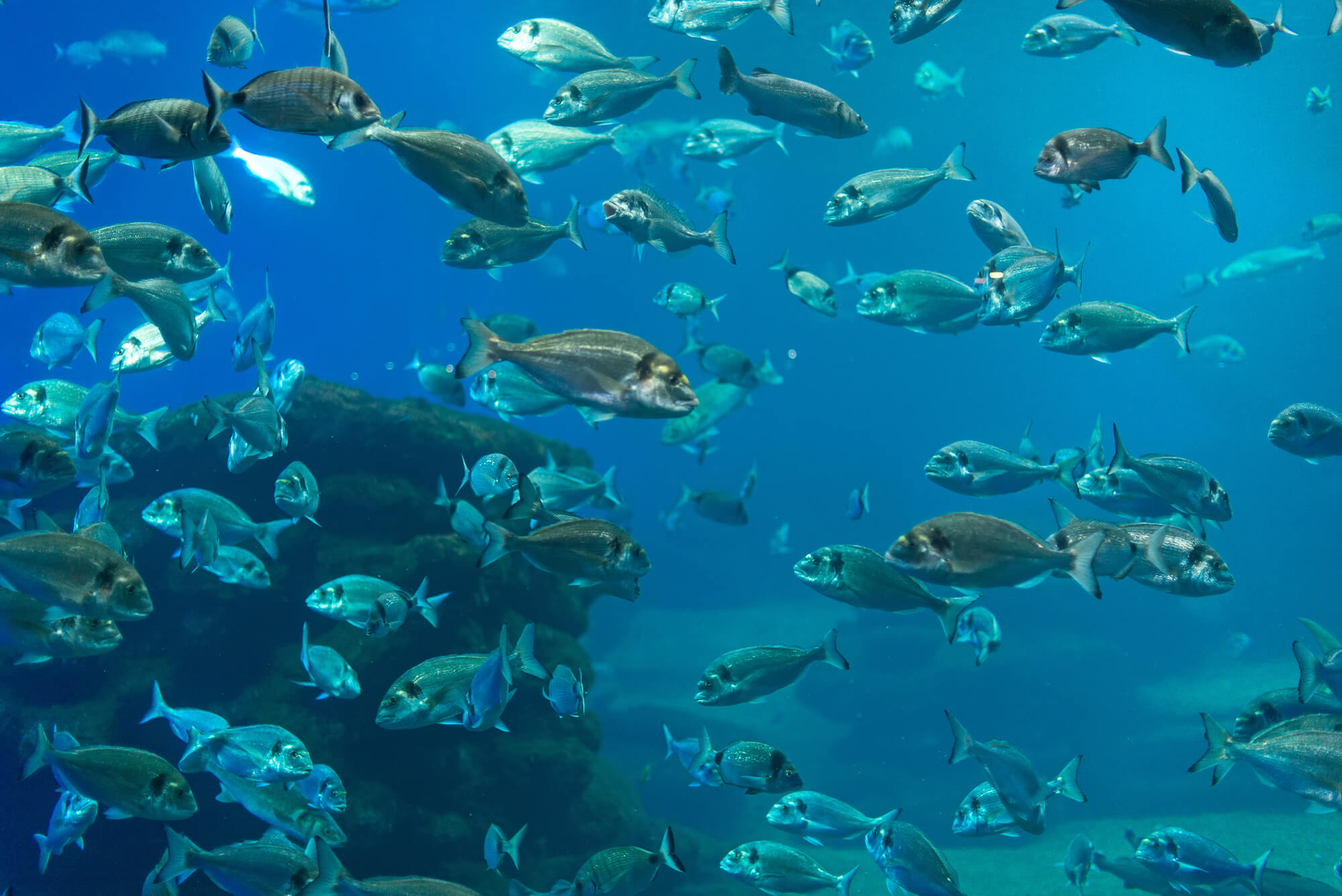 Lots_of_fish_in_sea.jpg
