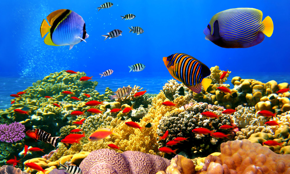Maldives_Underwater_1000x600.jpg