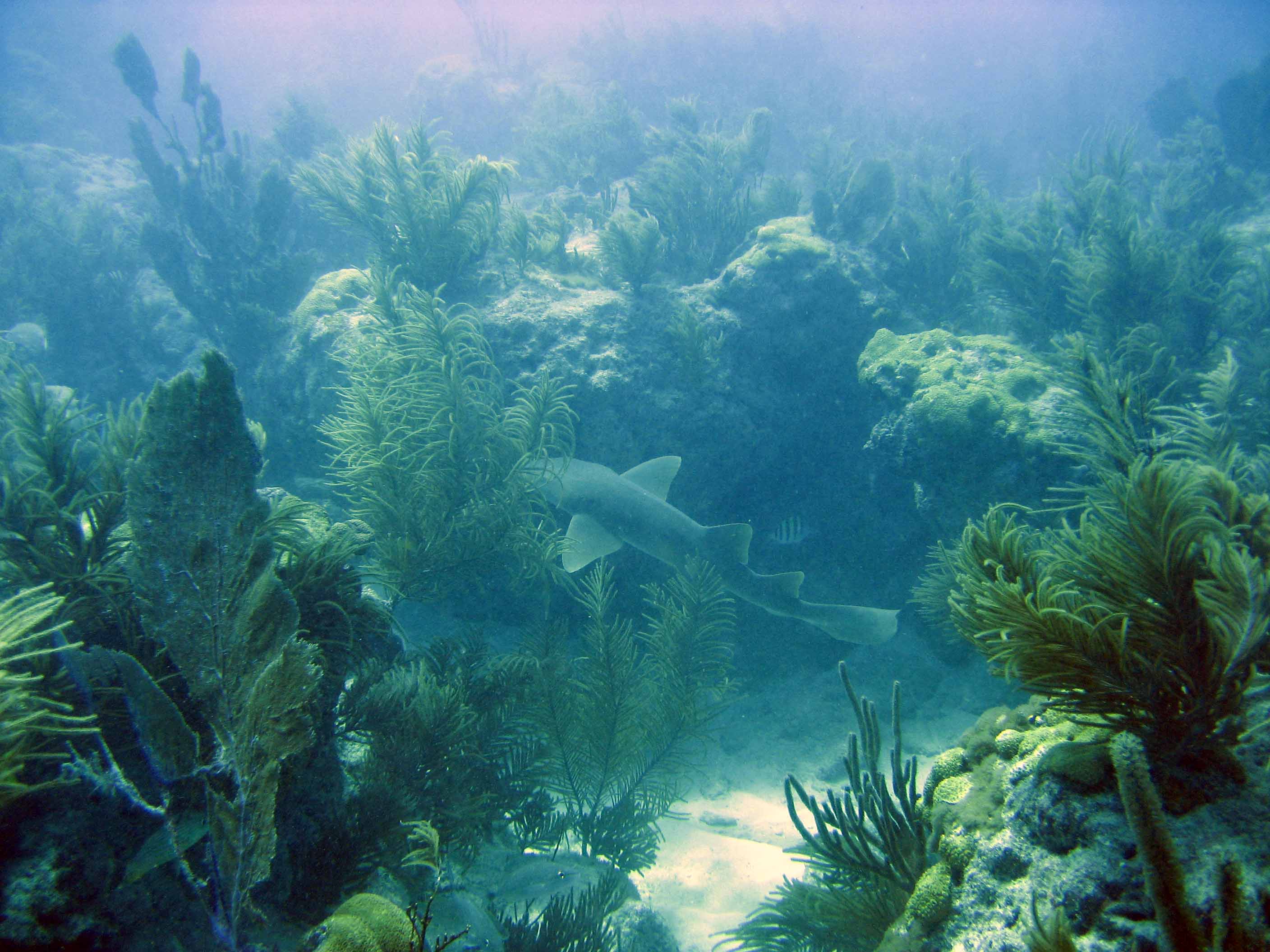 nurse_shark_at_IM.jpg