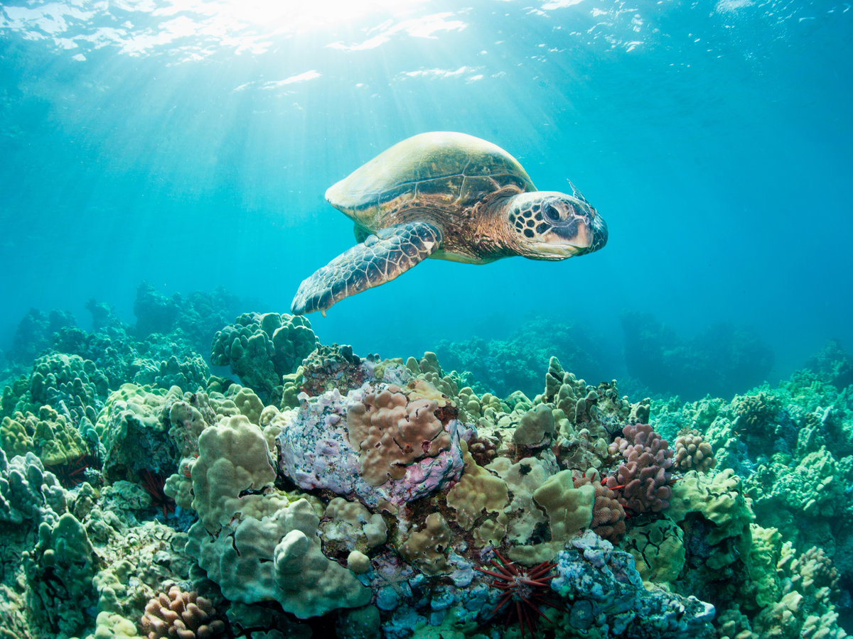 sea_turtle_over_coral_reef_175348980.jpg
