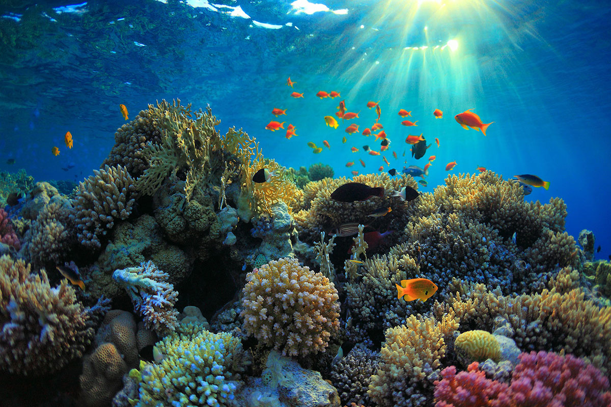 Snorkeling_reef.jpg