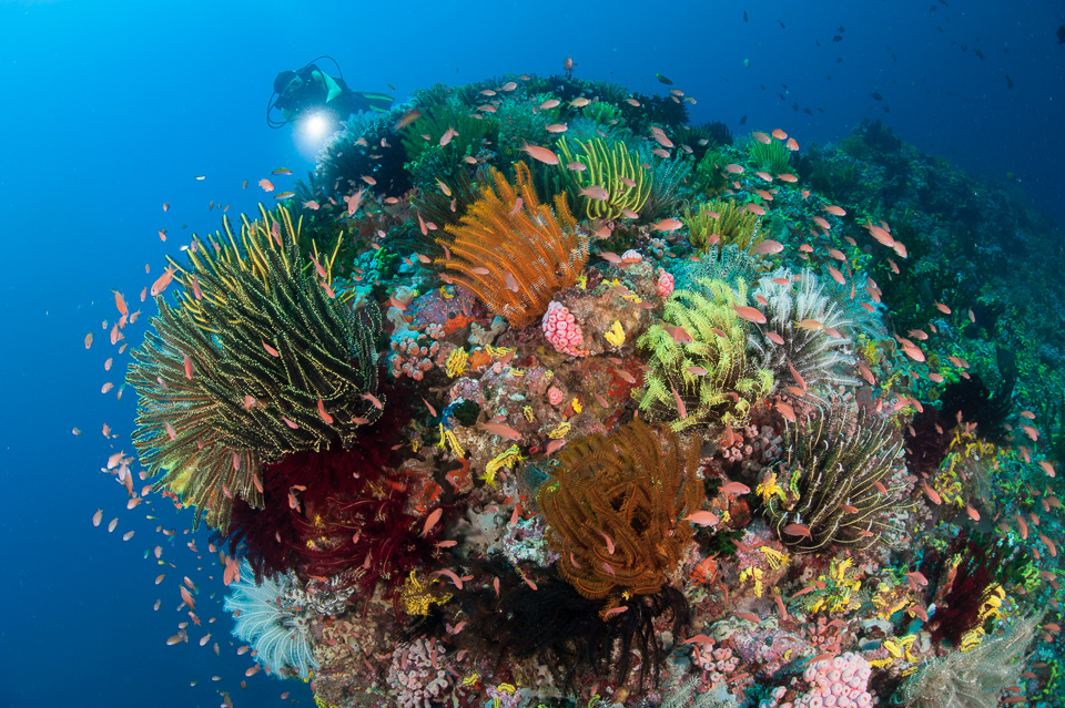 SteveJones_Anilao14_C3_3465.jpg