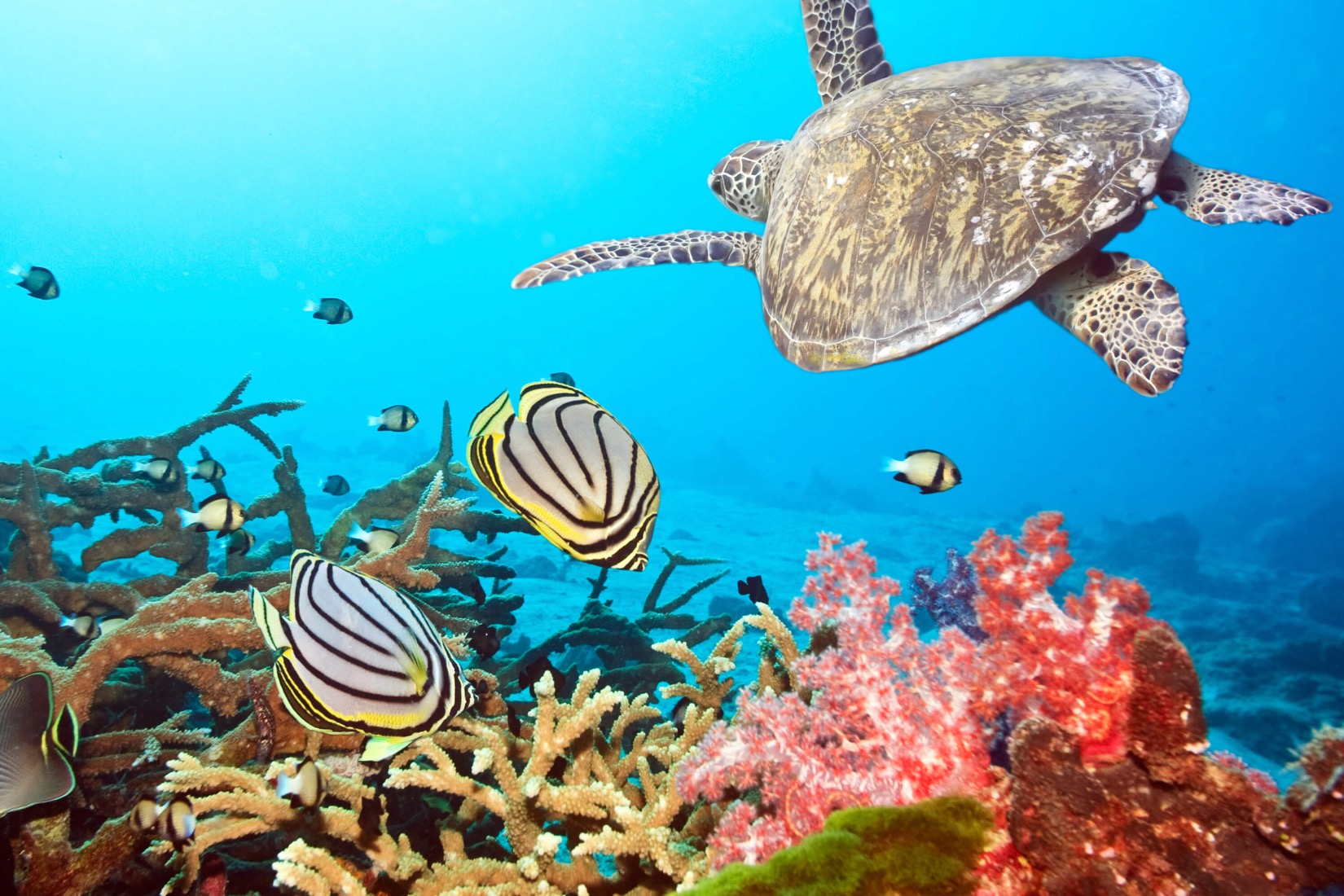 underwater_turtle_plain.jpg