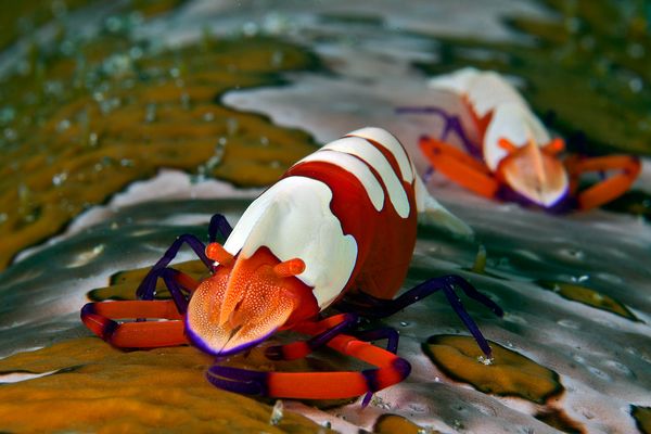 best_underwater_pictures_emperor_shrimp_52155_600x450.jpg