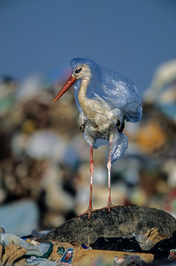plastic_waste_single_use_worldwide_consumption_animals_4.adapt.590.1__1_.jpg