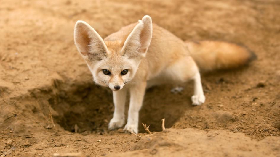 fennec_fox_hole.adapt.945.1.jpg