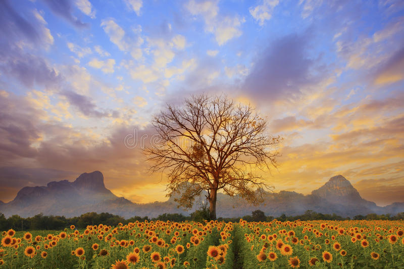 beautiful_landscape_dry_tree_branch_sun_flowers_field_against_colorful_evening_dusky_sky_use_as_natural_background_backdrop_48319427.jpg