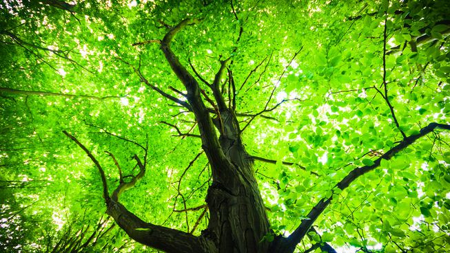 big_green_tree.jpg.653x0_q80_crop_smart.jpg