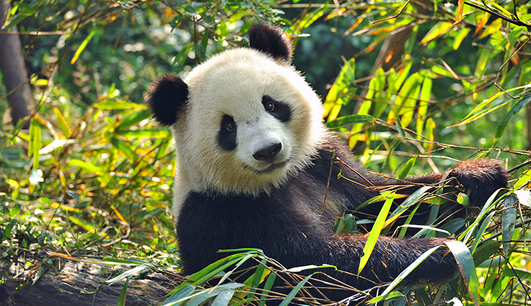 panda_two_column.jpg