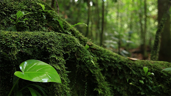 Image_preview_Natureq.jpg