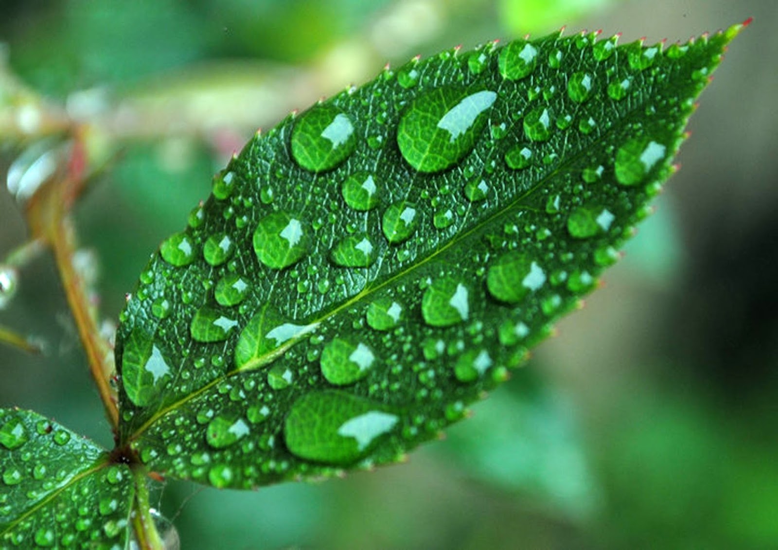 HD_Nature_photography_Wallpaper.jpg