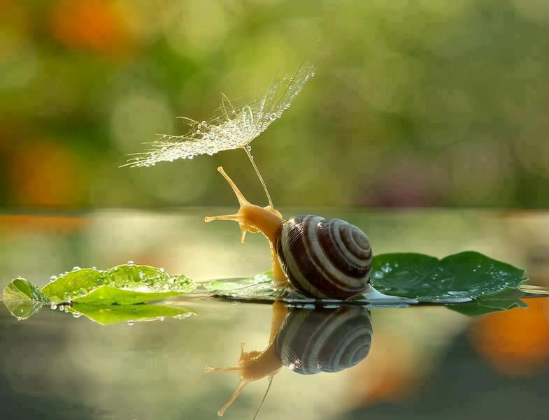 forces_of_nature_and_life_snail_under_dandelion_umbrella_from_old_womans_secret_moss_garden_536827_235685789907705_263700518_n.jpg