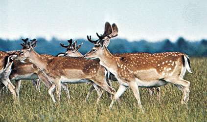 494_004_BAA096C7.jpg