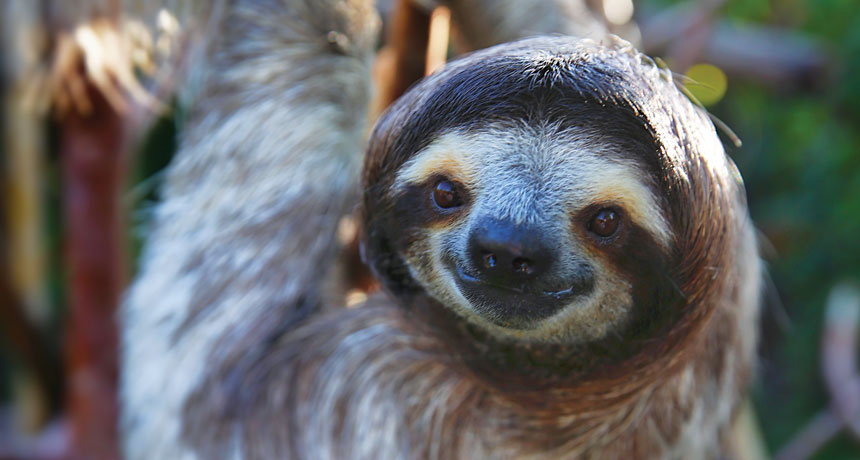 041418_reviews_animals_main.jpg