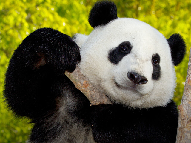category_thumbnail_mammals_0.jpg