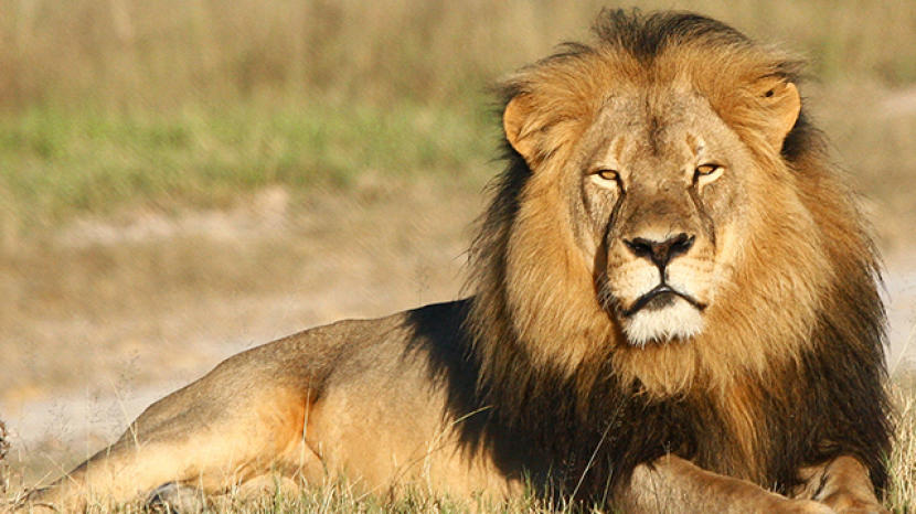 cecil_AP463227356214_1000x400.jpg