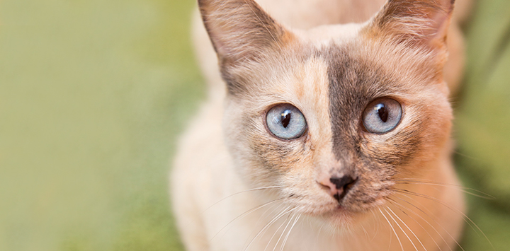 close_up_cat_eyes.jpg