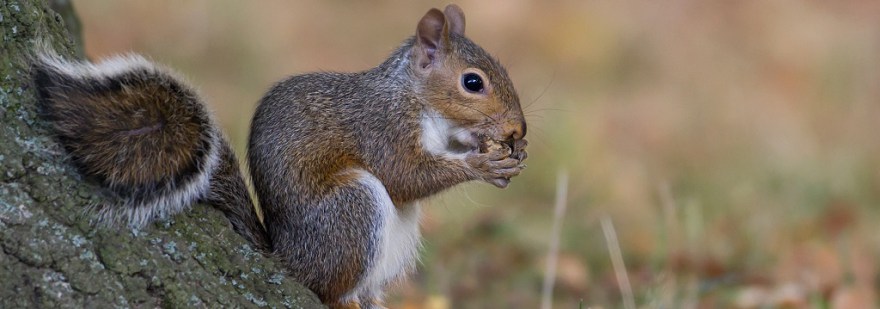 Eastern_gray_squirrel.jpg