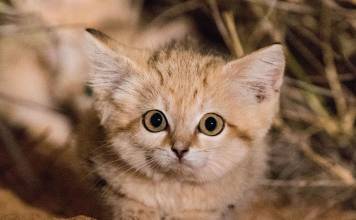 first_wild_sand_cat_kitten_footage_gregory_breton_africa_2_59dc6c8208a09__880_356x220.jpg