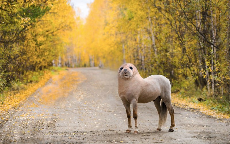 horseal.jpg
