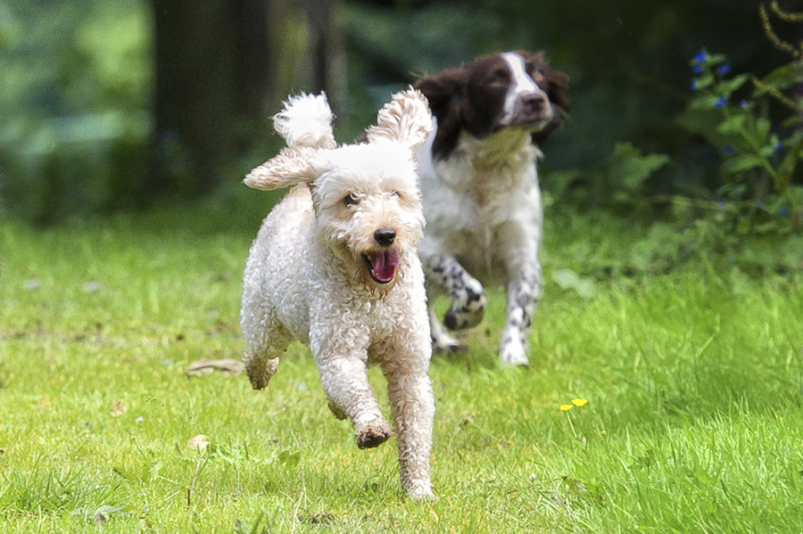 hund.jpg
