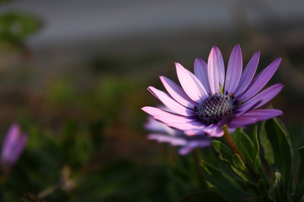 flower_violet_nature_220177.jpg