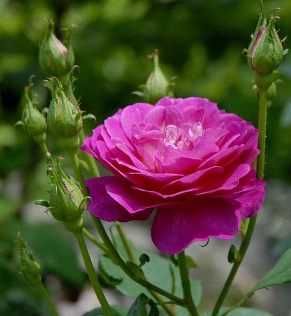fotos_flores_rosas.jpg