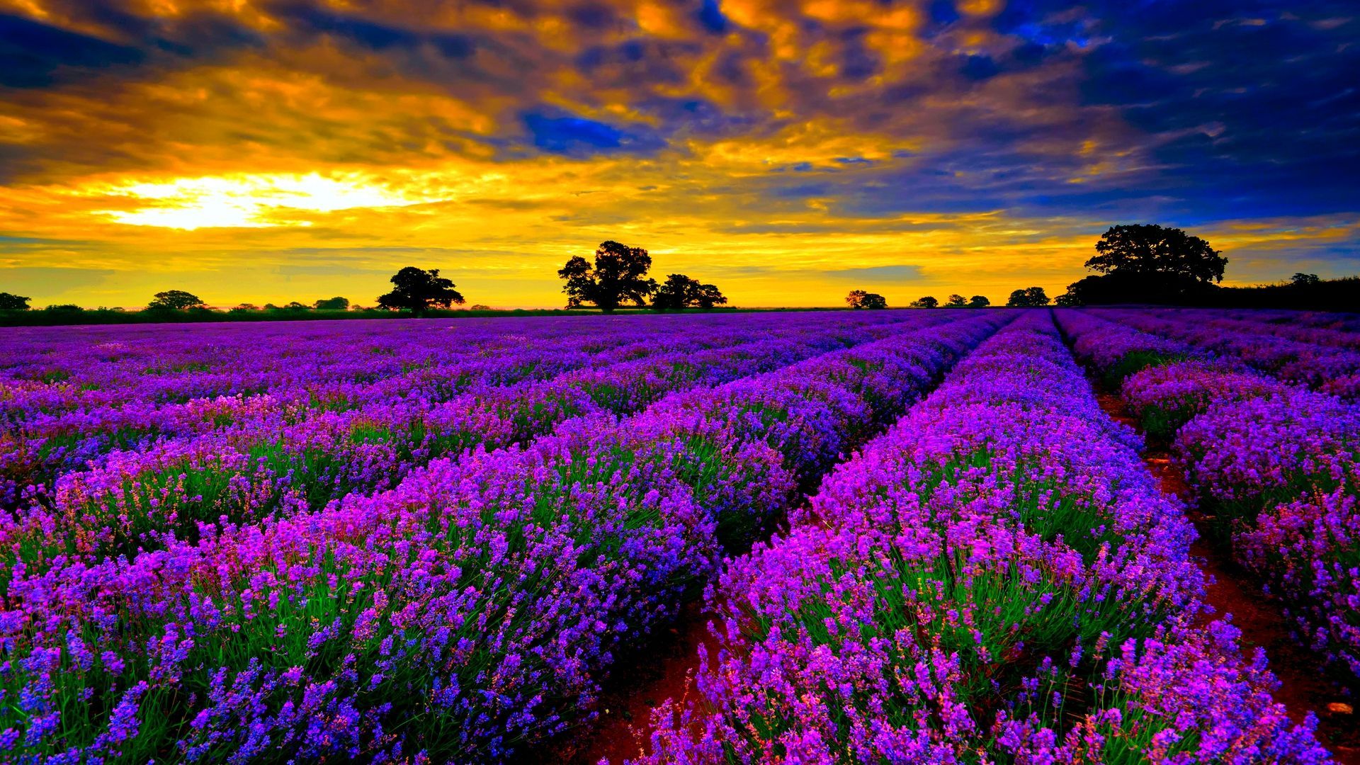 Natural_Flowers_Hd_Wallpaper_Download_9.jpg