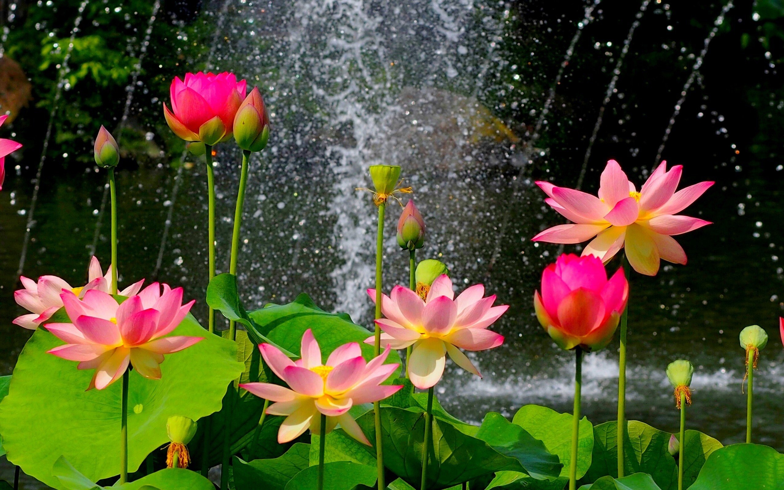 Nature_Flower_Garden_Wild_Pink_Hd_2560_x_1600.jpg