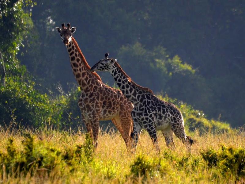 LD_Kilima_Camp_Masai_Mara_Fauna_Giraffesgiraffes_2.jpg