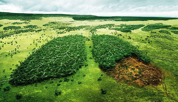 838_foret_0.jpg