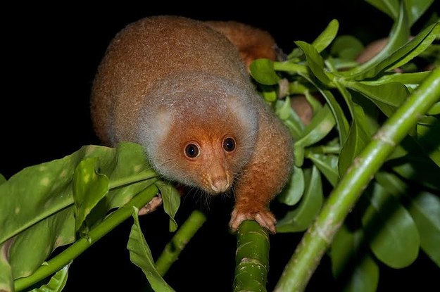 Australian_Animals.jpg
