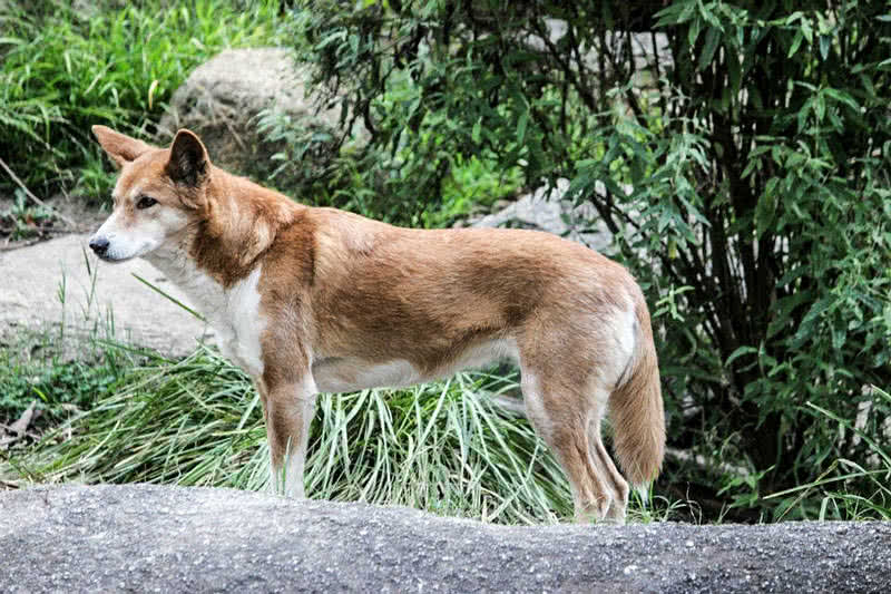 dingo.jpg