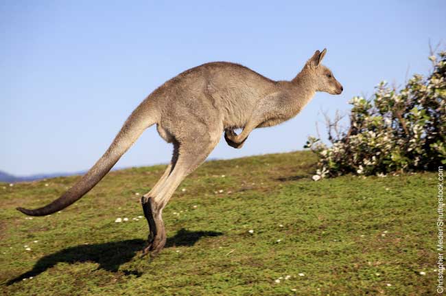 Kangaroo.jpg