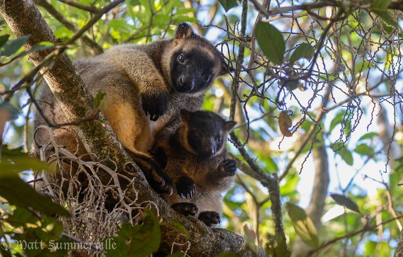 Lumholtzs_Tree_kangaroo____Matt_Summerville_tile_800x510.jpg