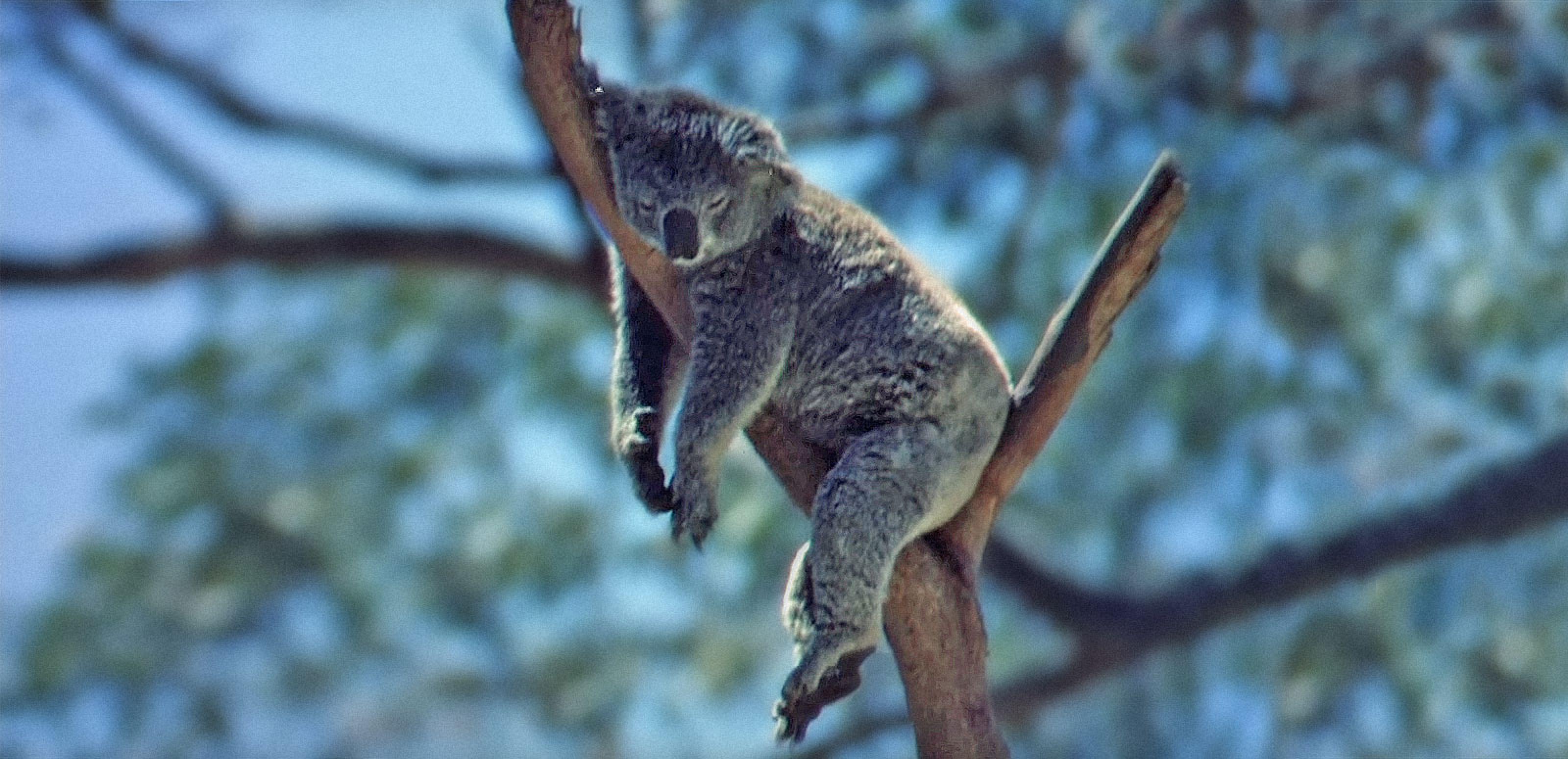 nfsa_0000_animalsheaderimage.jpg
