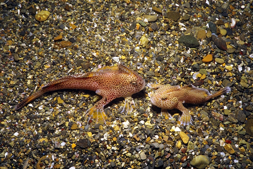 SpottedHandfish_Full.jpg