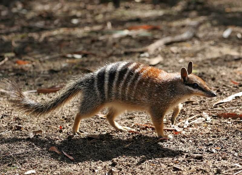 numbat_commons.jpg