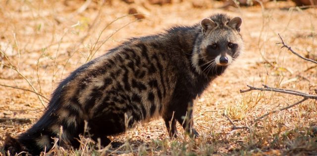 African_Civet_1_640x316.jpg