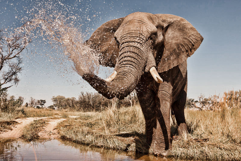 african_elephant.jpg
