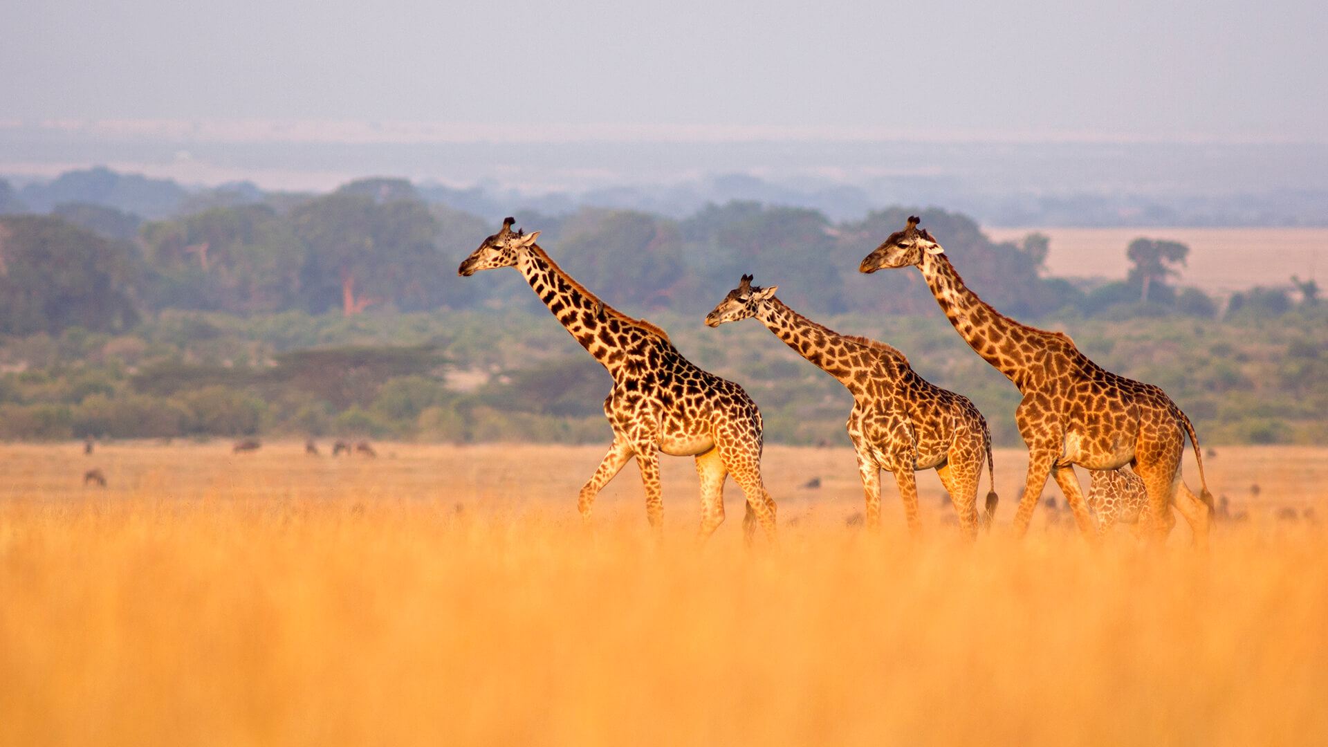 animals_hero_africa.jpg