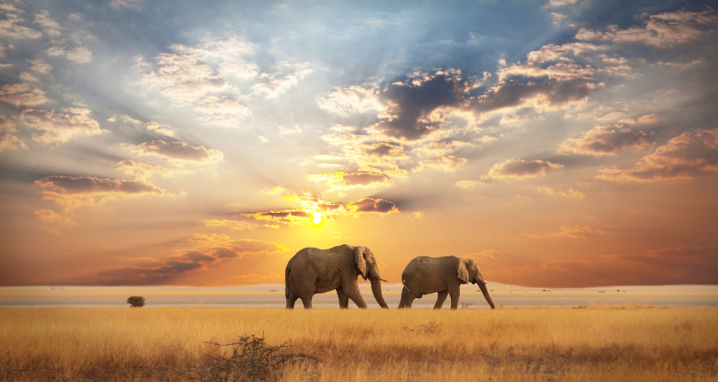 elephants.jpg