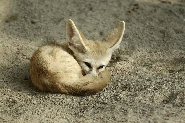 fennec_fox.jpg