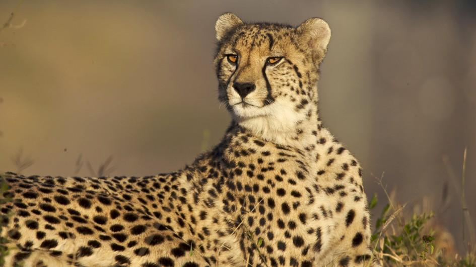 cheetah_images_9350291.jpg