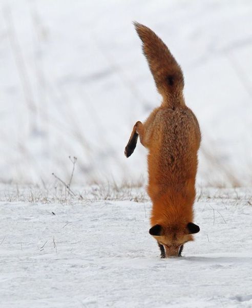 animal_funny_pictures__140_.jpg