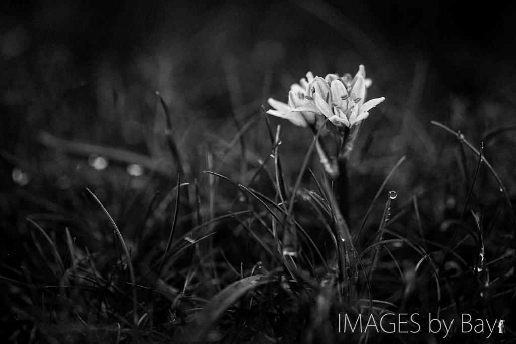 Scilla_verna_black_white_MG_5816.jpg